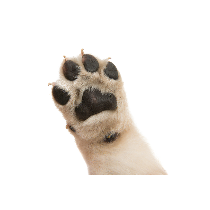 Pet Love